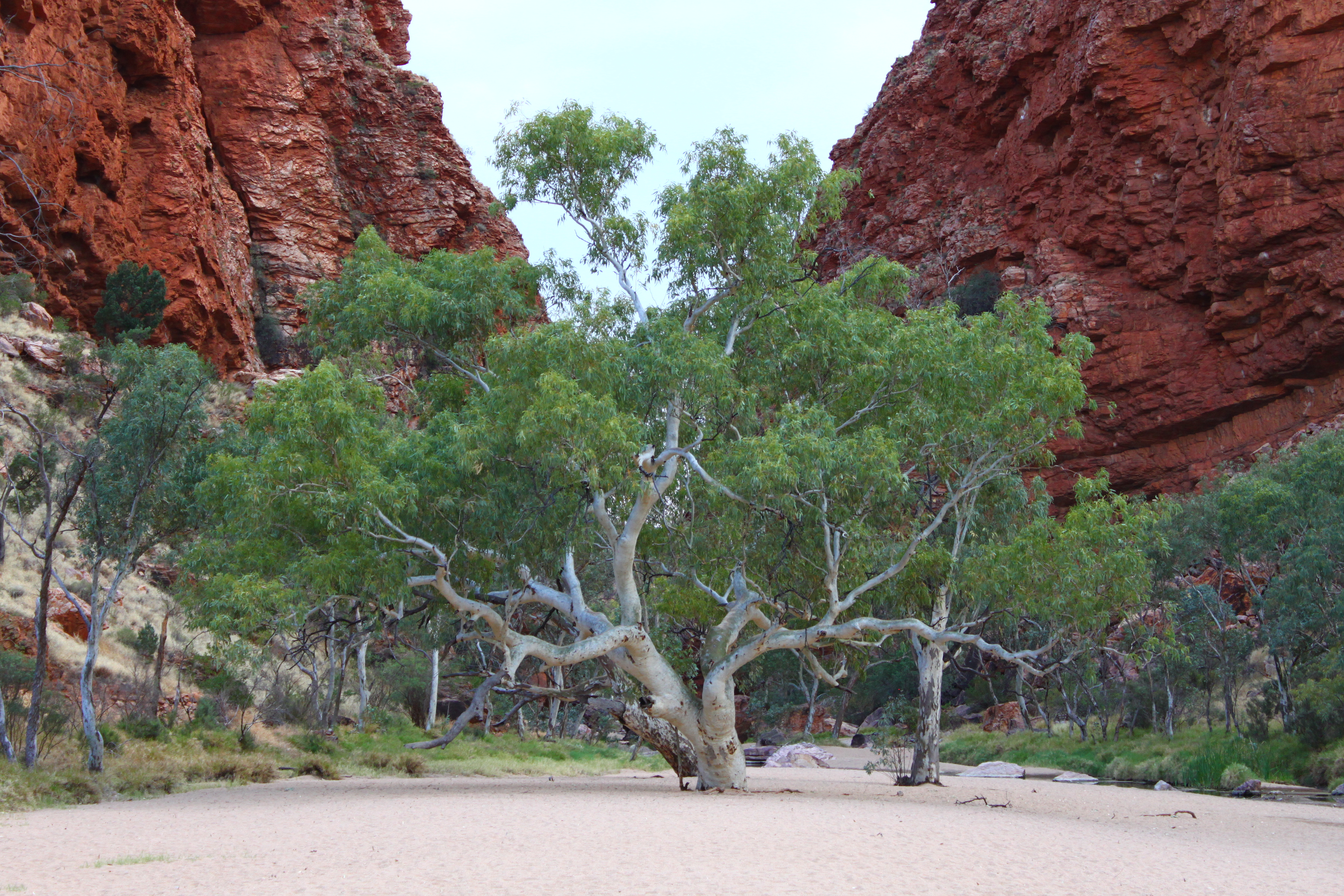 au-red-gum.jpg