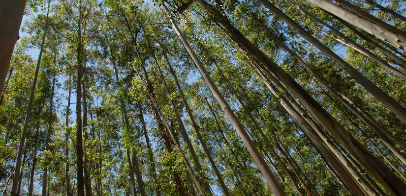 Looking up through the canopy of a eucalyptus forest.