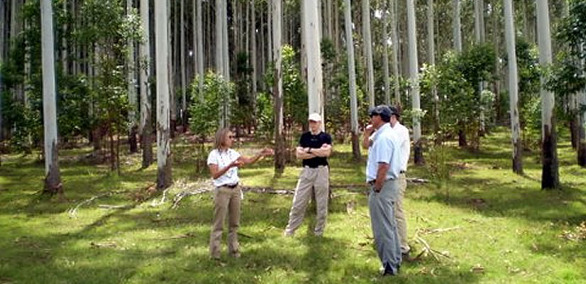 Four people standing in a forest having a discussion.